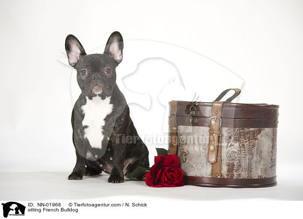 sitzende Franzsische Bulldogge / sitting French Bulldog / NN-01968