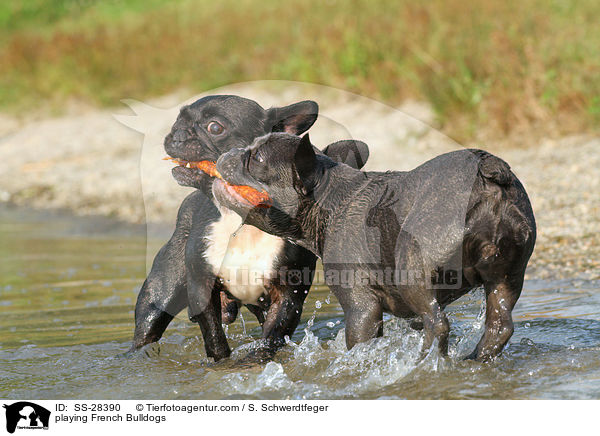 spielende Franzsische Bulldoggen / playing French Bulldogs / SS-28390