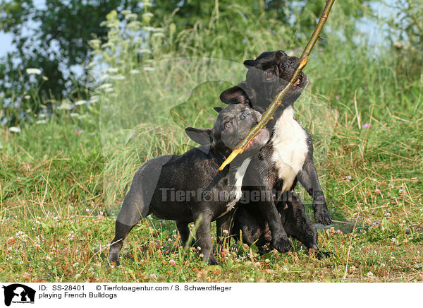 spielende Franzsische Bulldoggen / playing French Bulldogs / SS-28401