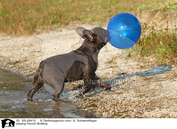 spielende Franzsisch Bulldogge / playing French Bulldog / SS-28415