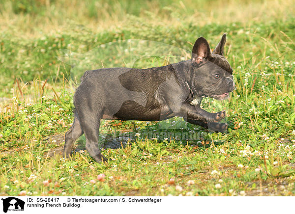 rennende Franzsisch Bulldogge / running French Bulldog / SS-28417