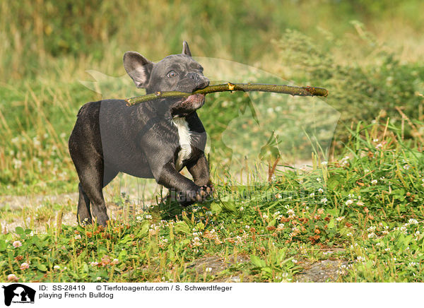 spielende Franzsisch Bulldogge / playing French Bulldog / SS-28419