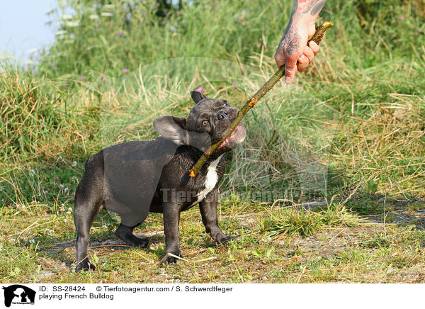 spielende Franzsisch Bulldogge / playing French Bulldog / SS-28424