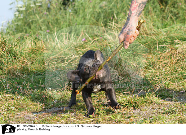 spielende Franzsisch Bulldogge / playing French Bulldog / SS-28425