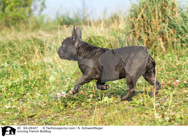 rennende Franzsisch Bulldogge / running French Bulldog / SS-28427