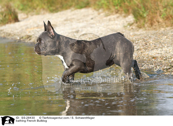 badende Franzsisch Bulldogge / bathing French Bulldog / SS-28430