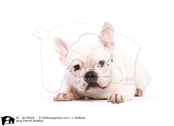 liegende Franzsische Bulldogge / lying French Bulldog / JH-16024
