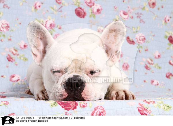 schlafende Franzsische Bulldogge / sleeping French Bulldog / JH-16034