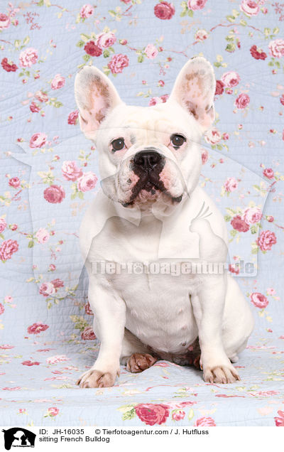 sitzende Franzsische Bulldogge / sitting French Bulldog / JH-16035