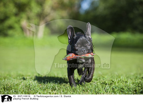 spielende Franzsische Bulldogge / playing French Bulldog / SST-10619