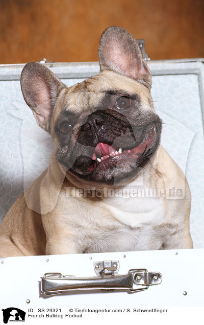 Franzsische Bulldogge Portrait / French Bulldog Portrait / SS-29321