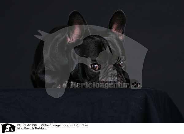 liegende Franzsische Bulldogge / lying French Bulldog / KL-10136