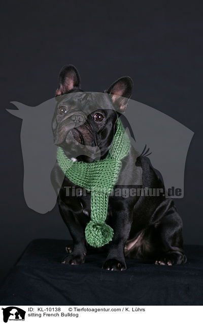 sitzende Franzsische Bulldogge / sitting French Bulldog / KL-10138