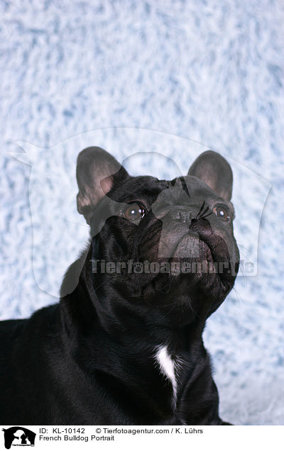 Franzsische Bulldogge Portrait / French Bulldog Portrait / KL-10142