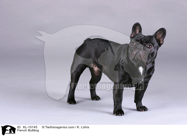 Franzsische Bulldogge / French Bulldog / KL-10145