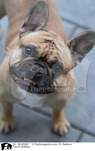 Franzsische Bulldogge / French Bulldog / DG-05387