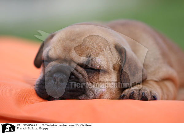 Franzsische Bulldogge Welpe / French Bulldog Puppy / DG-05427