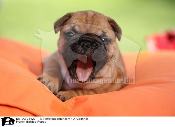 Franzsische Bulldogge Welpe / French Bulldog Puppy / DG-05429