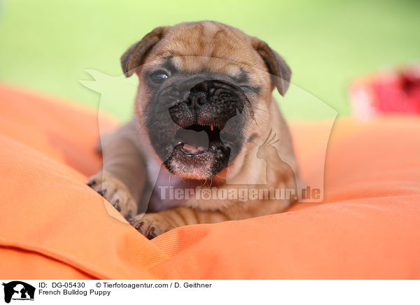 Franzsische Bulldogge Welpe / French Bulldog Puppy / DG-05430