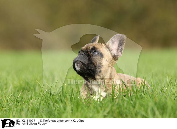 Franzsische Bulldogge Welpe / French Bulldog Puppy / KL-11007