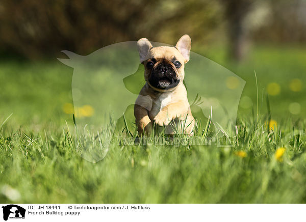 Franzsische Bulldogge Welpe / French Bulldog puppy / JH-18441