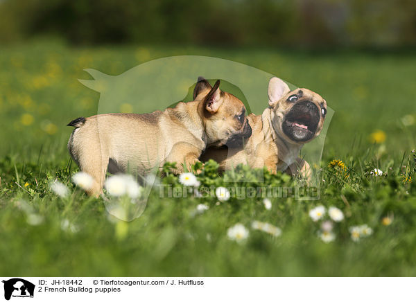 2 Franzsische Bulldogge Welpen / 2 French Bulldog puppies / JH-18442