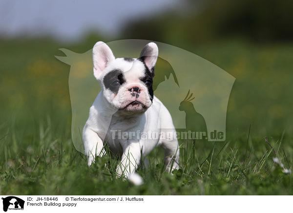 Franzsische Bulldogge Welpe / French Bulldog puppy / JH-18446