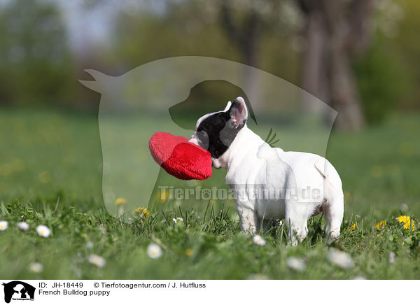 Franzsische Bulldogge Welpe / French Bulldog puppy / JH-18449