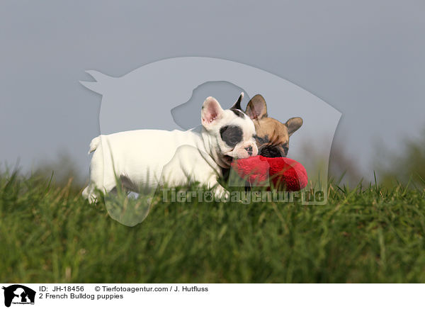 2 Franzsische Bulldogge Welpen / 2 French Bulldog puppies / JH-18456