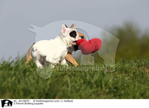 2 Franzsische Bulldogge Welpen / 2 French Bulldog puppies / JH-18457