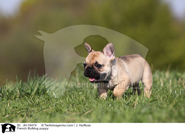 Franzsische Bulldogge Welpe / French Bulldog puppy / JH-18474