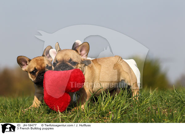 3 Franzsische Bulldogge Welpen / 3 French Bulldog puppies / JH-18477