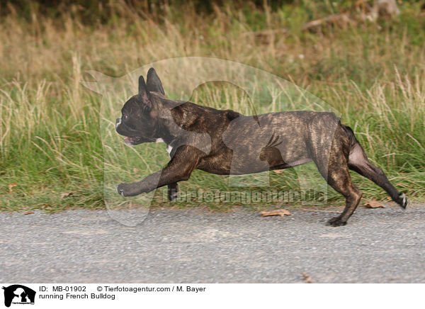 rennende Franzsische Bulldogge / running French Bulldog / MB-01902