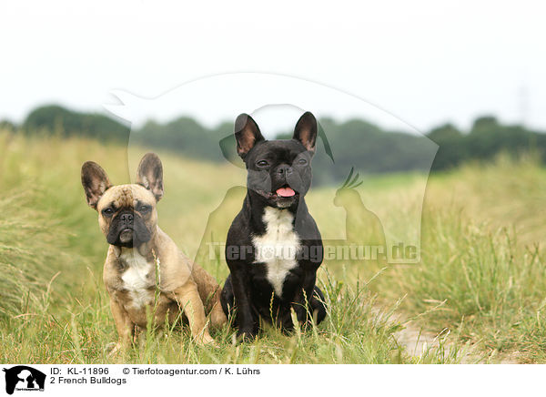 2 Franzsische Bulldoggen / 2 French Bulldogs / KL-11896