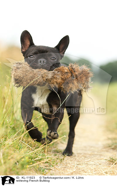 apportierende Franzsische Bulldogge / retrieving French Bulldog / KL-11923