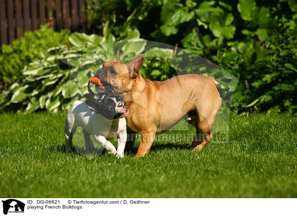 spielende Franzsische Bulldoggen / playing French Bulldogs / DG-06621