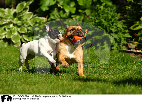 spielende Franzsische Bulldoggen / playing French Bulldogs / DG-06624