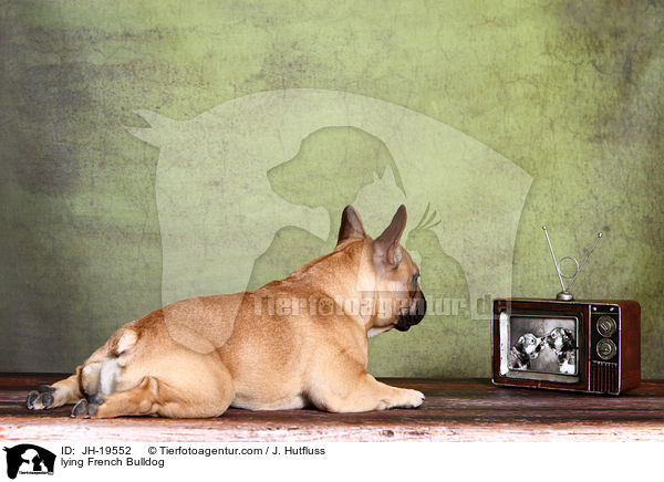 liegende Franzsische Bulldogge / lying French Bulldog / JH-19552