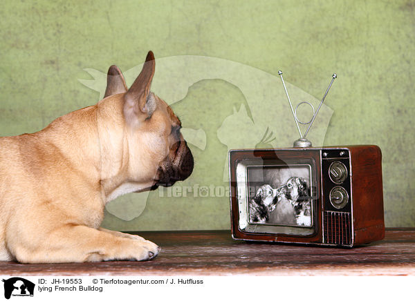 liegende Franzsische Bulldogge / lying French Bulldog / JH-19553