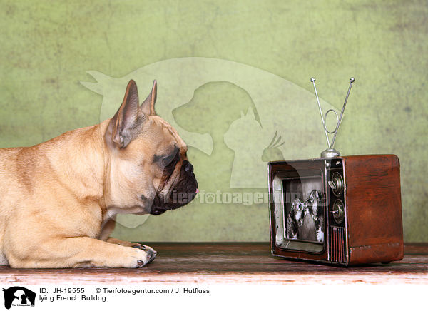 liegende Franzsische Bulldogge / lying French Bulldog / JH-19555