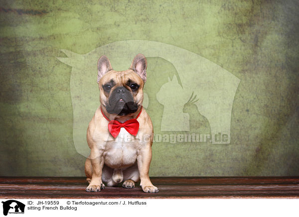 sitzende Franzsische Bulldogge / sitting French Bulldog / JH-19559