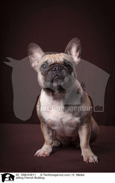 sitzende Franzsische Bulldogge / sitting French Bulldog / KMI-03911