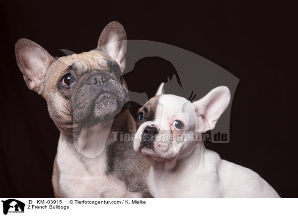 2 Franzsische Bulldoggen / 2 French Bulldogs / KMI-03915