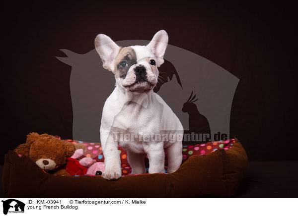 junge Franzsische Bulldogge / young French Bulldog / KMI-03941