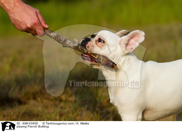 spielende Franzsische Bulldogge / playing French Bulldog / KMI-03958