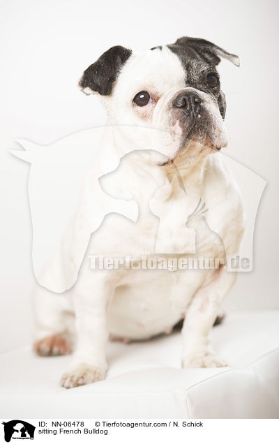 sitzende Franzsische Bulldogge / sitting French Bulldog / NN-06478