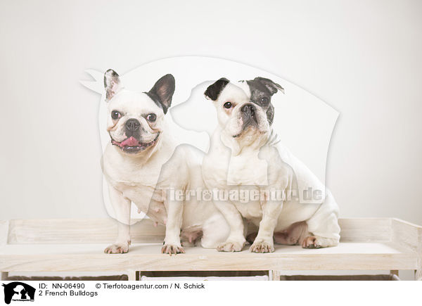 2 Franzsische Bulldoggen / 2 French Bulldogs / NN-06490