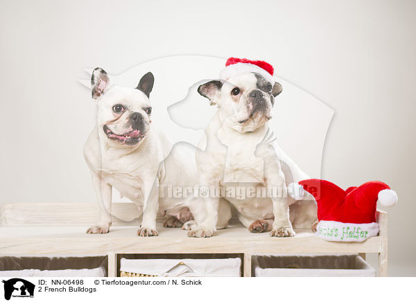 2 Franzsische Bulldoggen / 2 French Bulldogs / NN-06498