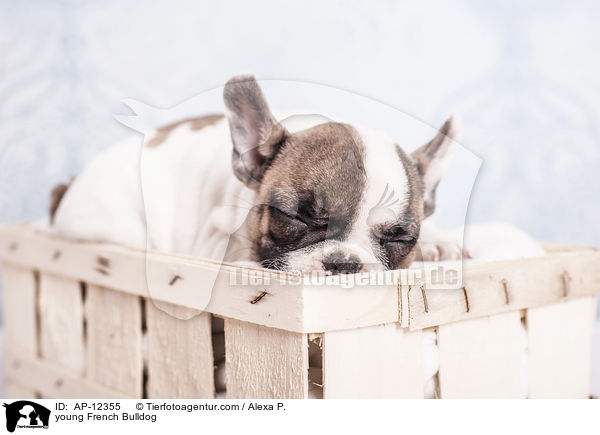 junge Franzsische Bulldogge / young French Bulldog / AP-12355