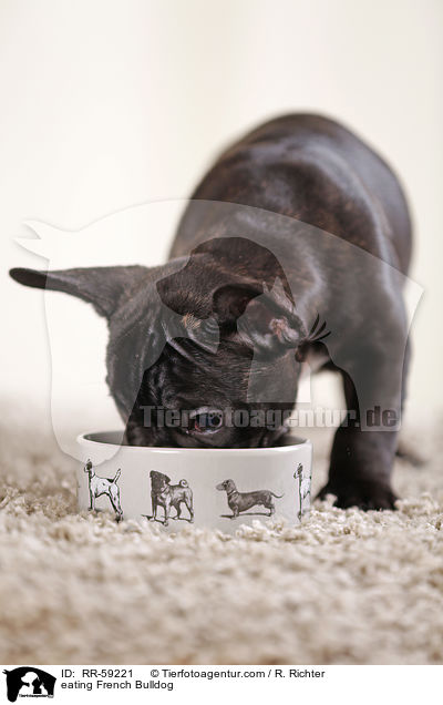 fressende Franzsische Bulldogge / eating French Bulldog / RR-59221